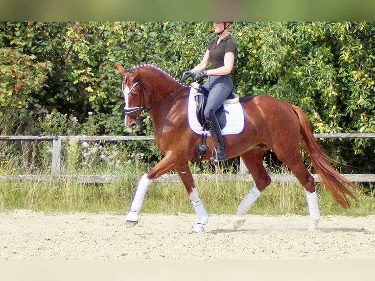 Westfale Wallach 7 Jahre 170 cm Fuchs in Iserlohn