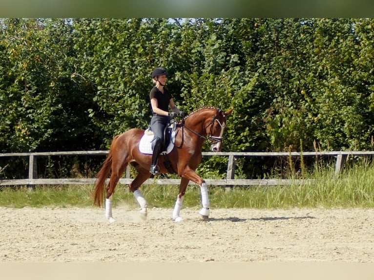 Westfale Wallach 7 Jahre 170 cm Fuchs in Iserlohn