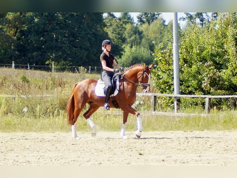 Westfale Wallach 7 Jahre 170 cm Fuchs in Iserlohn