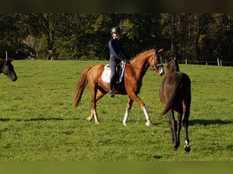 Westfale Wallach 7 Jahre 170 cm Fuchs in Iserlohn