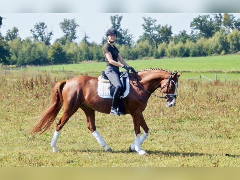 Westfale Wallach 7 Jahre 170 cm Fuchs in Iserlohn