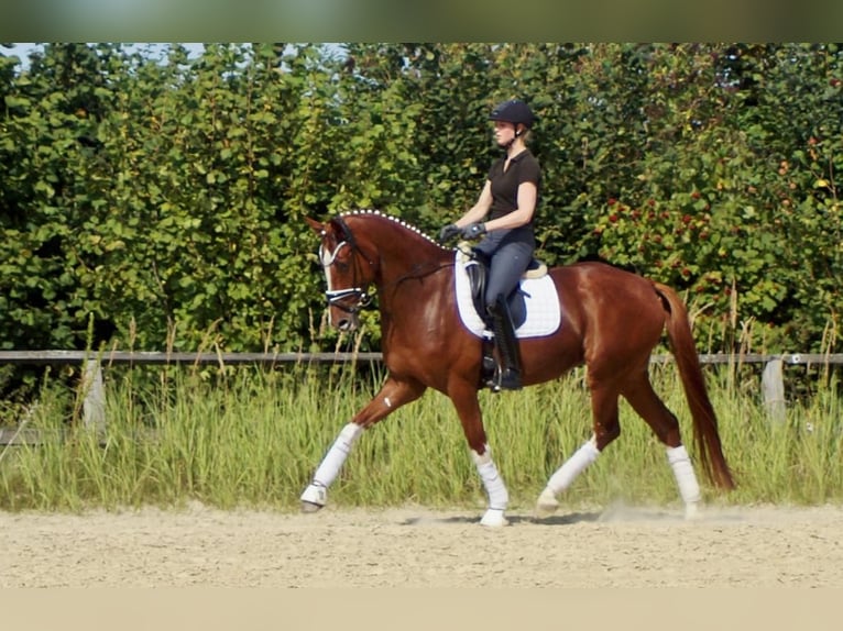 Westfale Wallach 7 Jahre 170 cm Fuchs in Iserlohn