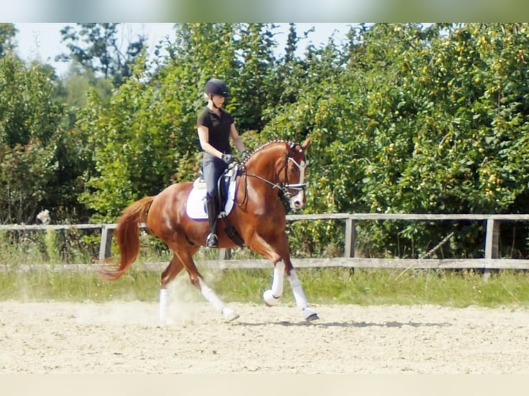 Westfale Wallach 7 Jahre 170 cm Fuchs in Iserlohn