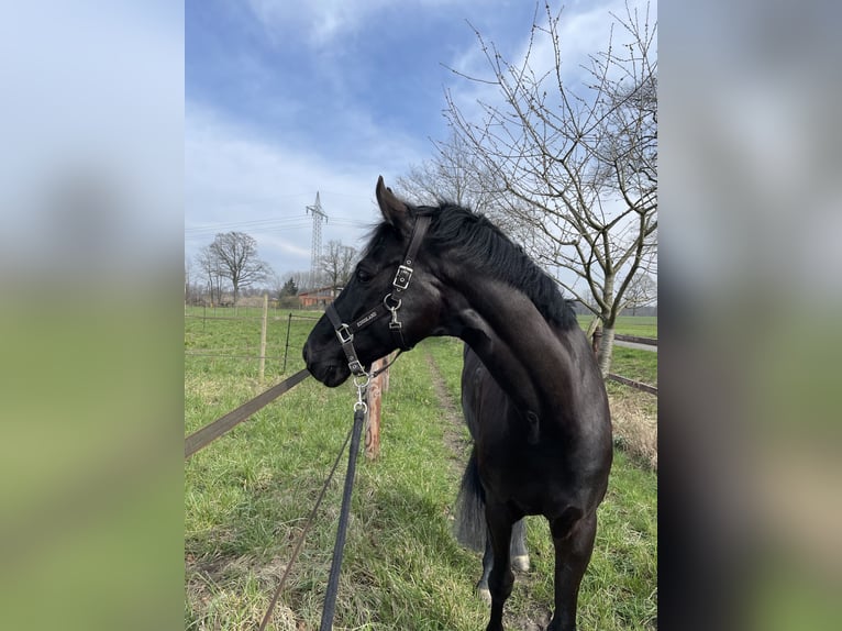 Westfale Wallach 7 Jahre 170 cm Rappe in Münster