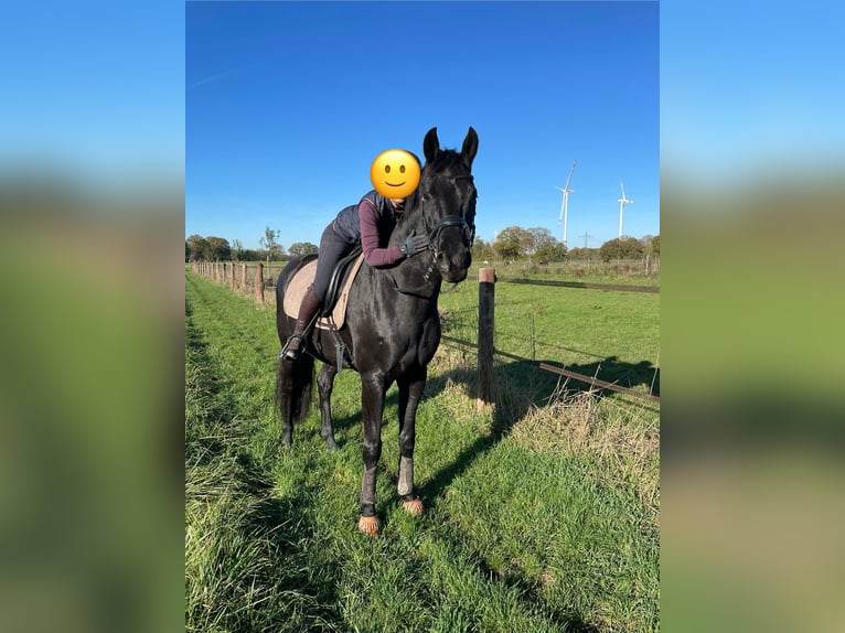 Westfale Wallach 7 Jahre 170 cm Rappe in Münster