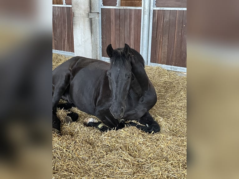 Westfale Wallach 7 Jahre 170 cm Rappe in Münster