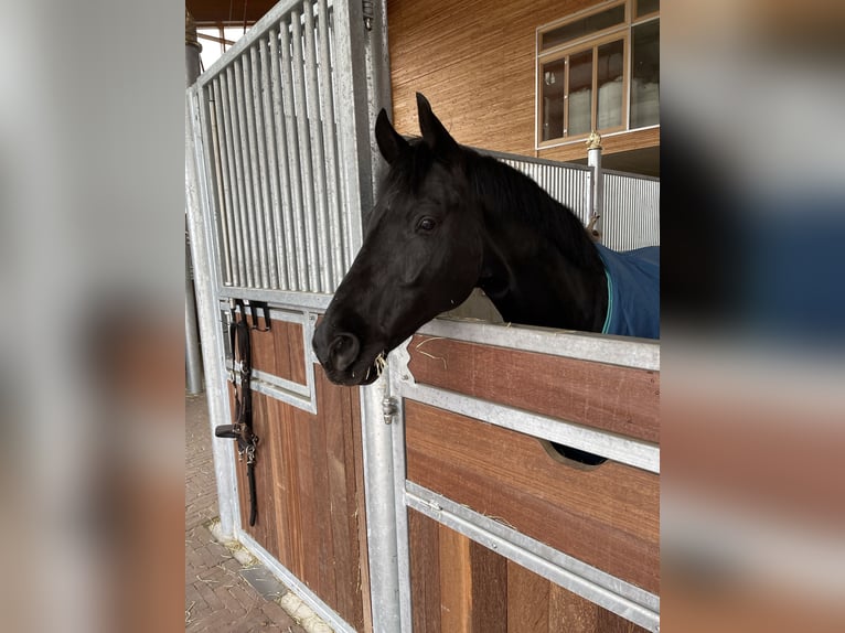 Westfale Wallach 7 Jahre 170 cm Rappe in Münster