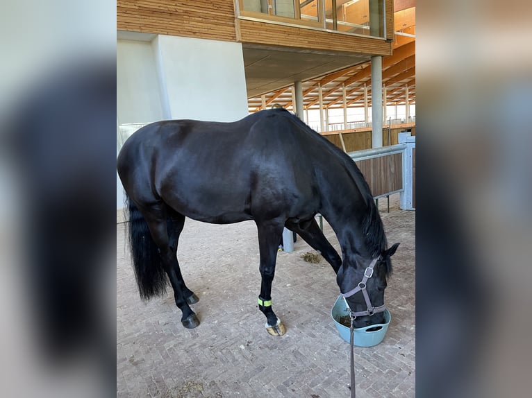 Westfale Wallach 7 Jahre 170 cm Rappe in Münster