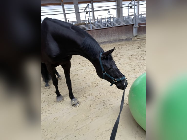 Westfale Wallach 7 Jahre 170 cm Rappe in Münster