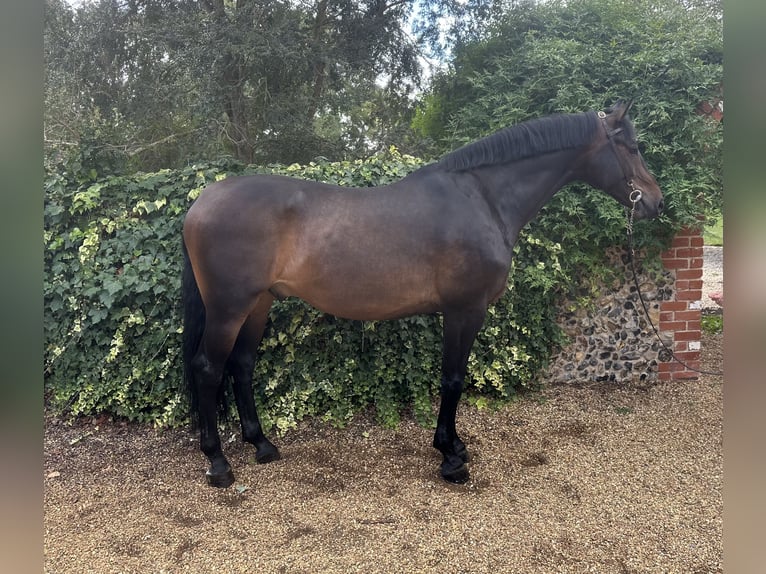 Westfale Wallach 7 Jahre 170 cm Rotbrauner in Walsham Le Willows