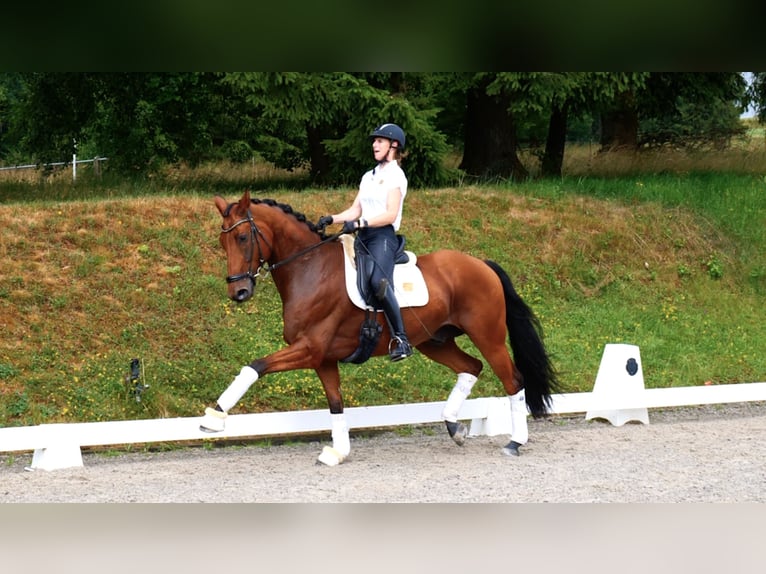 Westfale Wallach 7 Jahre 171 cm Brauner in Freiensteinau