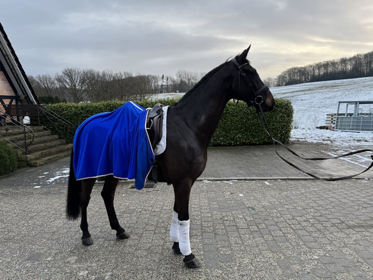 Westfale Wallach 7 Jahre 171 cm Dunkelbrauner in Hagen