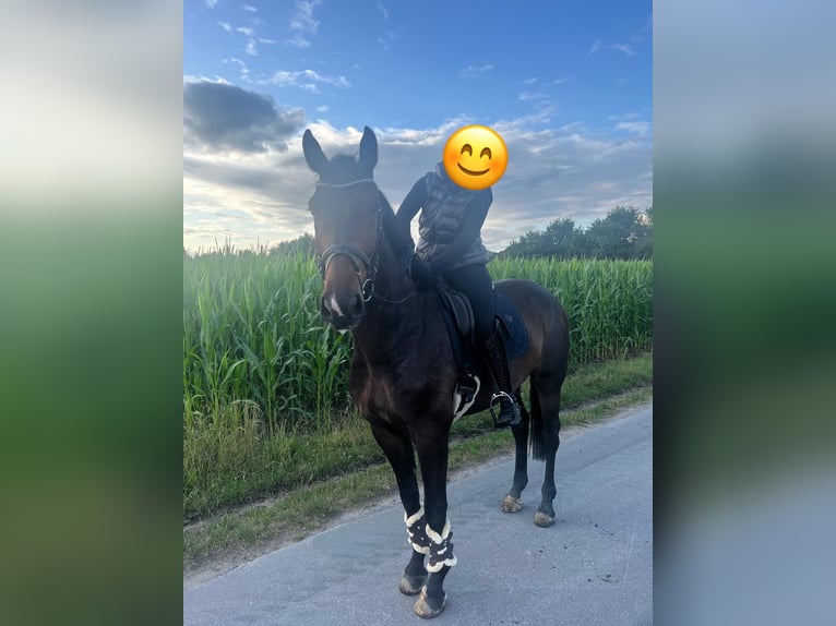Westfale Wallach 7 Jahre 172 cm Brauner in Sendenhorst