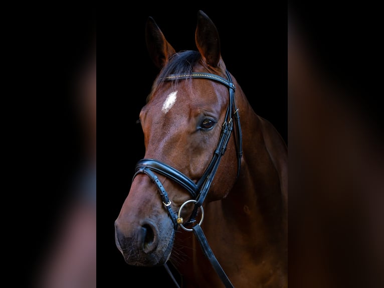 Westfale Wallach 7 Jahre 172 cm Brauner in Telgte