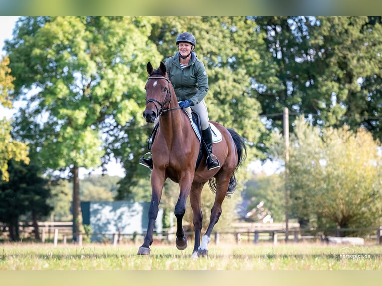 Westfale Wallach 7 Jahre 172 cm Brauner in Telgte