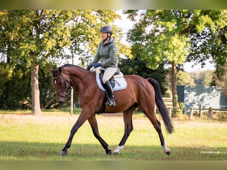 Westfale Wallach 7 Jahre 172 cm Brauner in Telgte