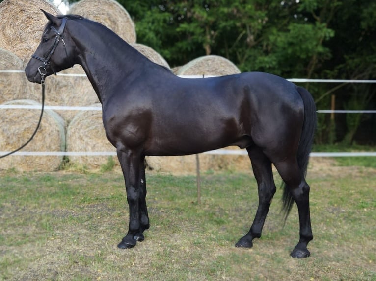 Westfale Mix Wallach 7 Jahre 172 cm in B&#xE9;k&#xE9;s