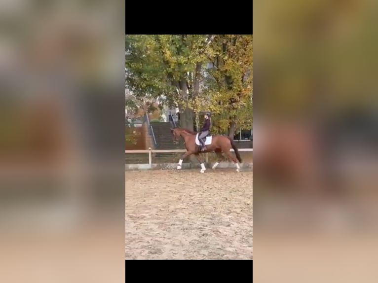Westfale Wallach 7 Jahre 172 cm Fuchs in Essen