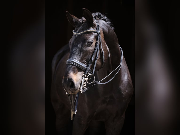 Westfale Wallach 7 Jahre 172 cm Schwarzbrauner in Mömbris