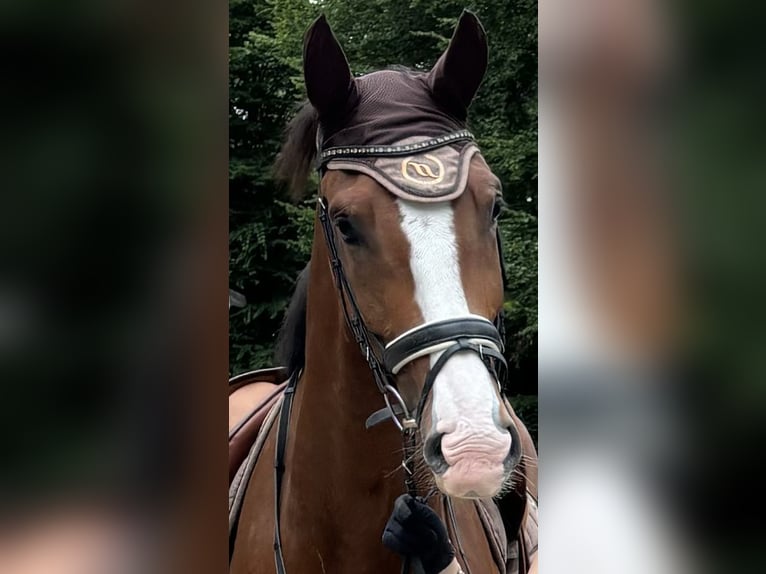 Westfale Wallach 7 Jahre 173 cm Brauner in Ratingen
