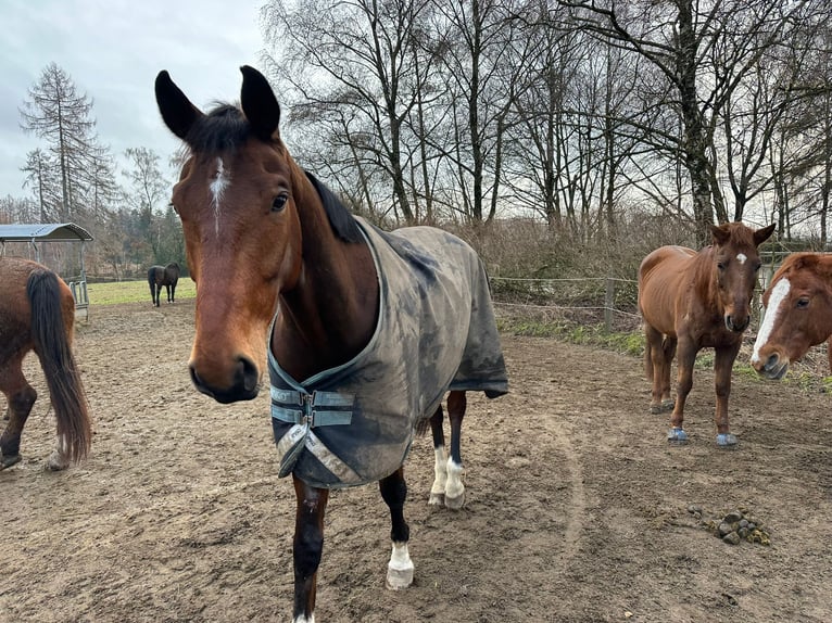 Westfale Wallach 7 Jahre 173 cm Brauner in Wuppertal