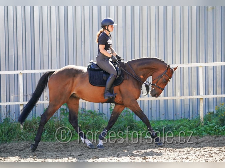 Westfale Wallach 7 Jahre 173 cm Brauner in Tabor
