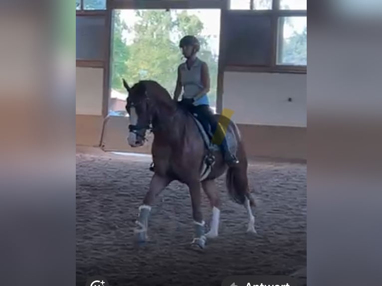 Westfale Wallach 7 Jahre 173 cm in Ratingen