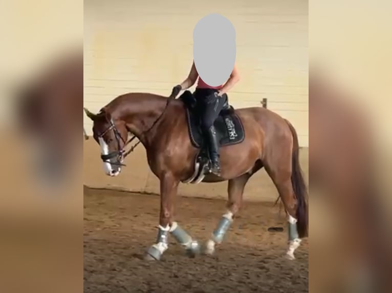 Westfale Wallach 7 Jahre 173 cm in Ratingen