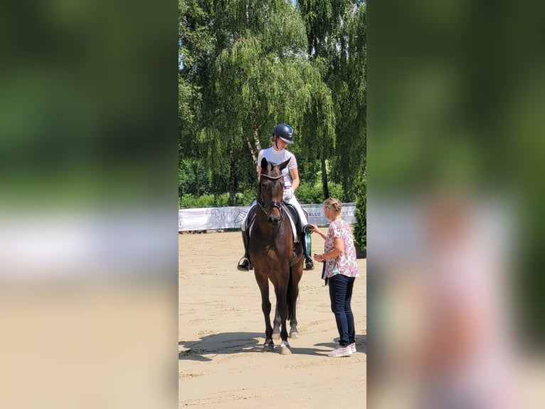 Westfale Wallach 7 Jahre 173 cm Dunkelbrauner in Ostbevern