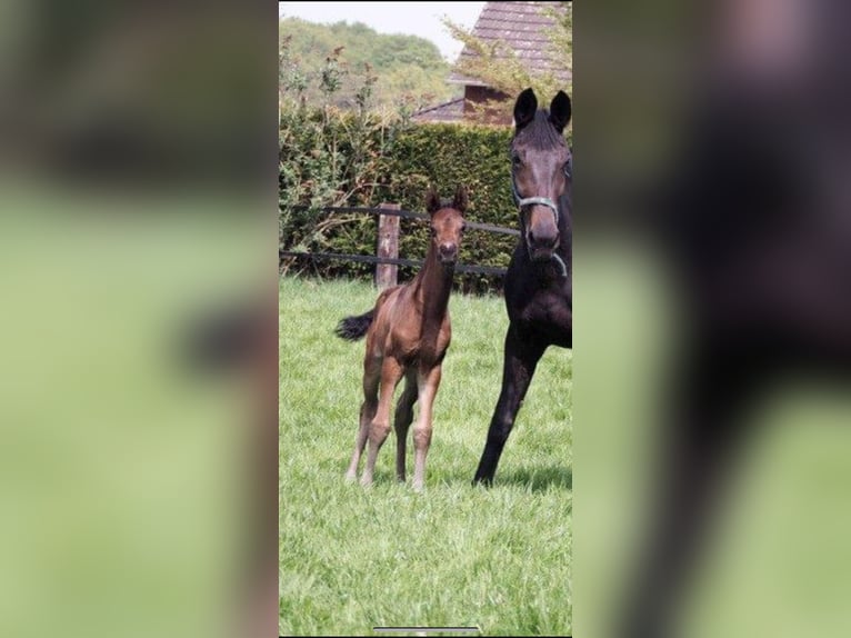 Westfale Wallach 7 Jahre 173 cm Dunkelbrauner in Ostbevern