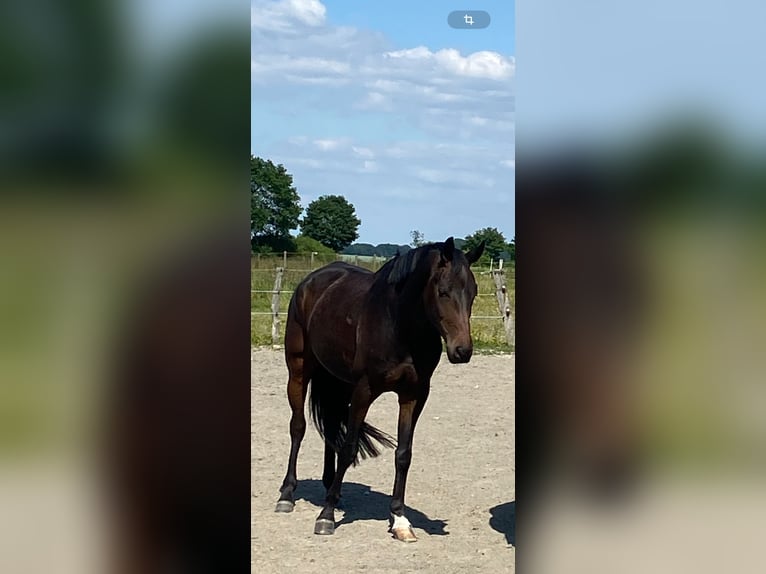 Westfale Wallach 7 Jahre 173 cm Dunkelbrauner in Ostbevern