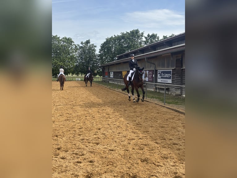 Westfale Wallach 7 Jahre 173 cm Dunkelbrauner in Westendorf
