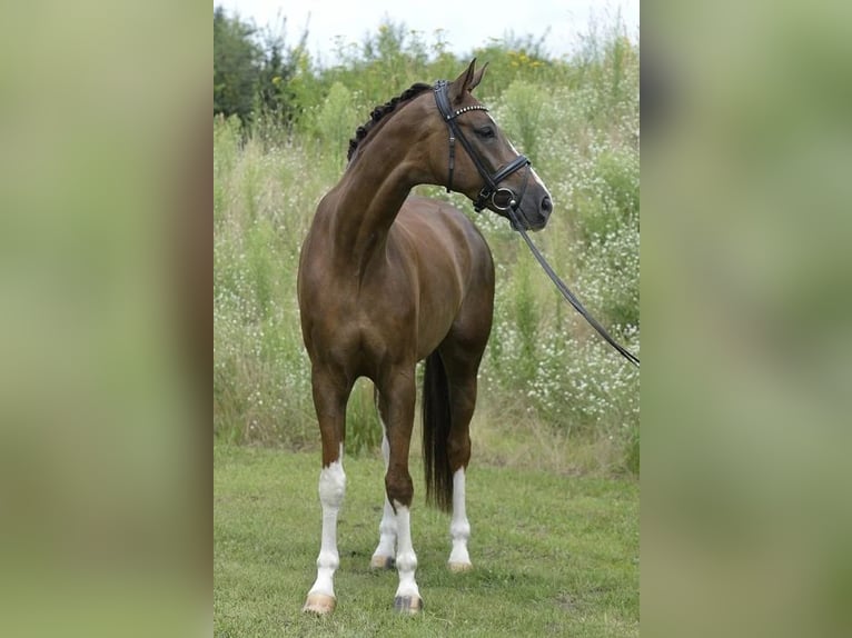 Westfale Wallach 7 Jahre 173 cm Dunkelfuchs in Sassenberg
