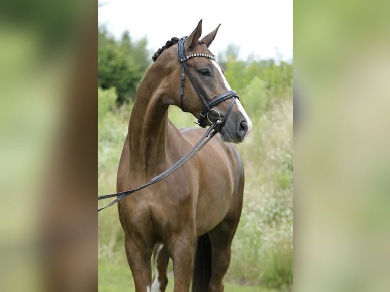 Westfale Wallach 7 Jahre 173 cm Dunkelfuchs in Sassenberg