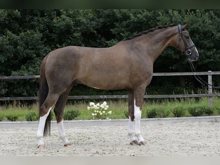 Westfale Wallach 7 Jahre 173 cm Dunkelfuchs in Sassenberg