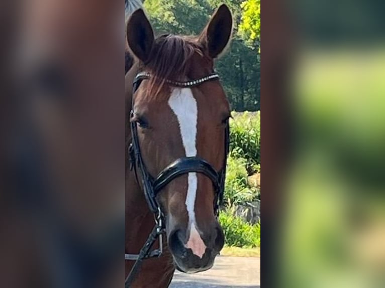 Westfale Wallach 7 Jahre 173 cm Fuchs in Harsewinkel