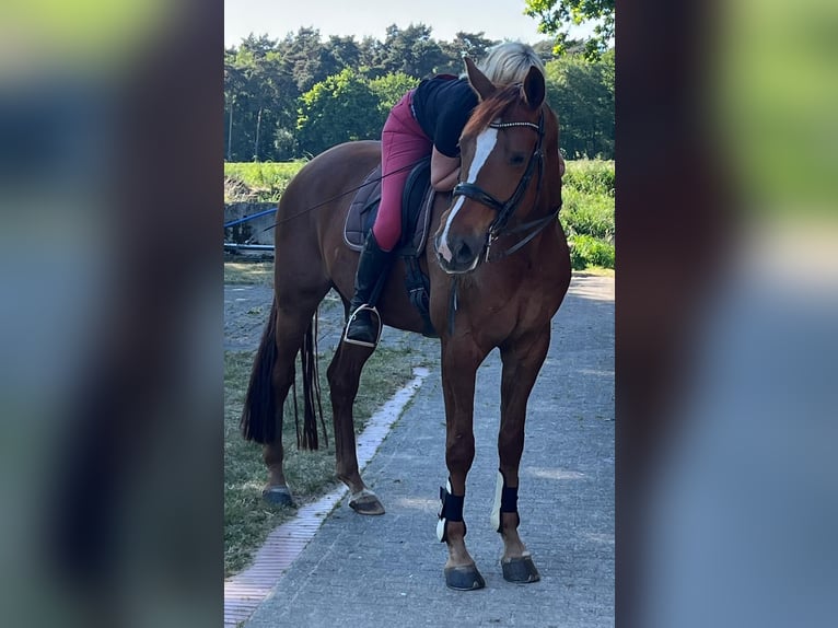Westfale Wallach 7 Jahre 173 cm Fuchs in Harsewinkel