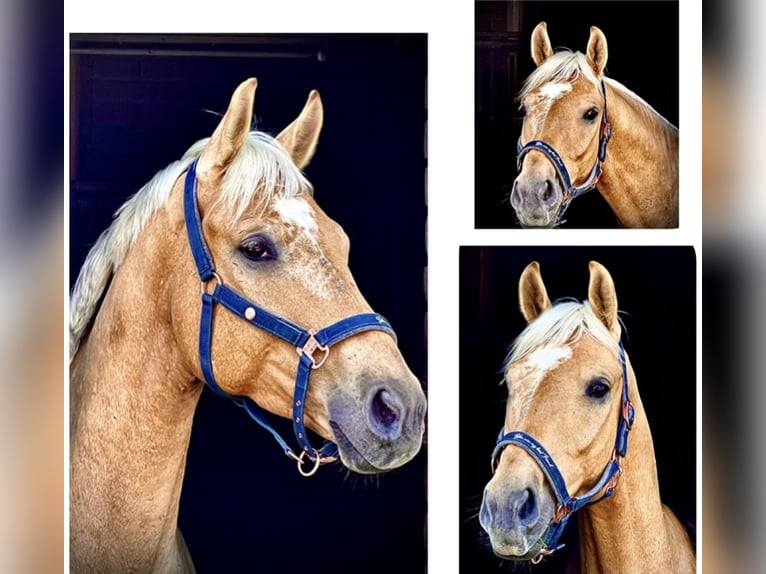 Westfale Wallach 7 Jahre 173 cm Palomino in Olfen