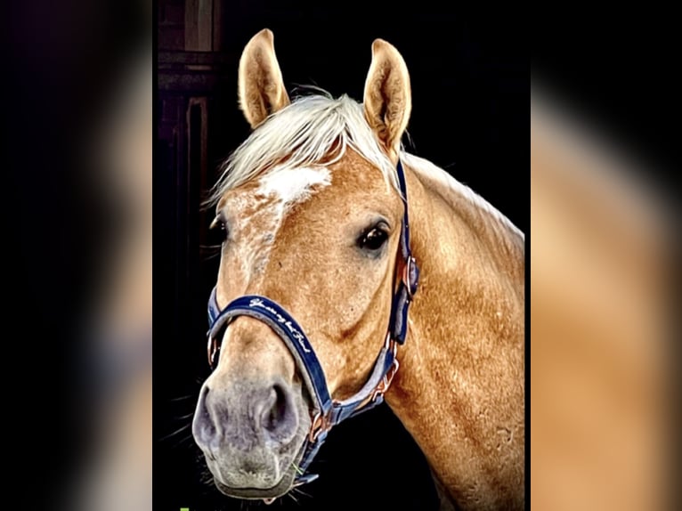 Westfale Wallach 7 Jahre 173 cm Palomino in Olfen