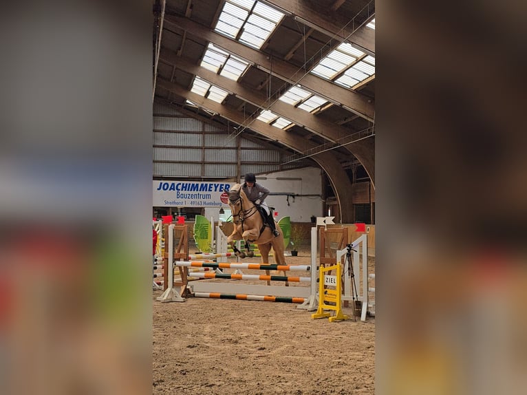 Westfale Wallach 7 Jahre 173 cm Palomino in Stemwede