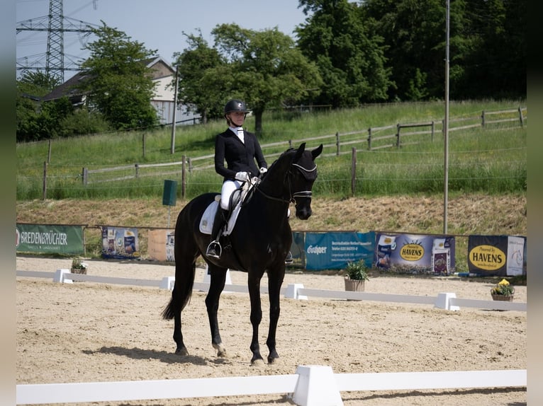 Westfale Wallach 7 Jahre 173 cm Rappe in Velbert