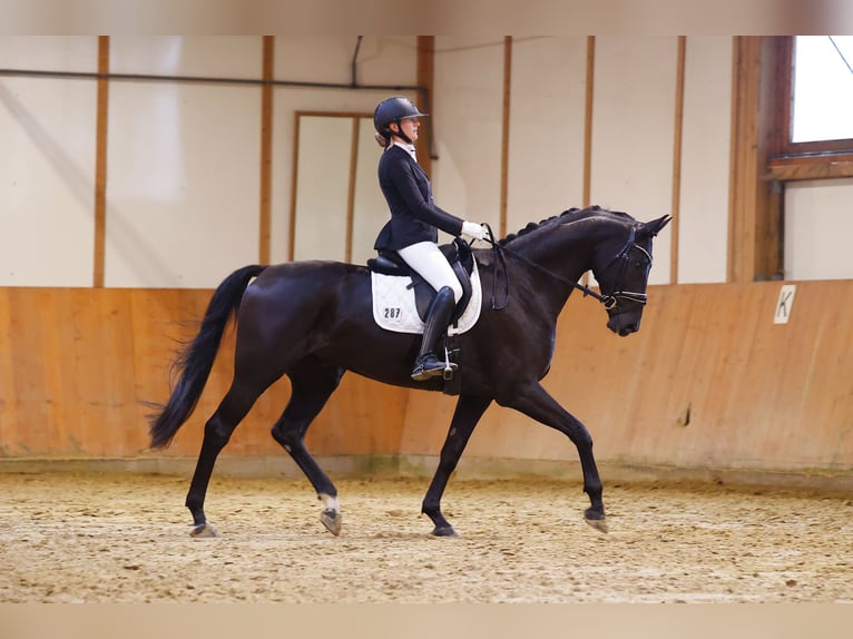 Westfale Wallach 7 Jahre 173 cm Rappe in Velbert