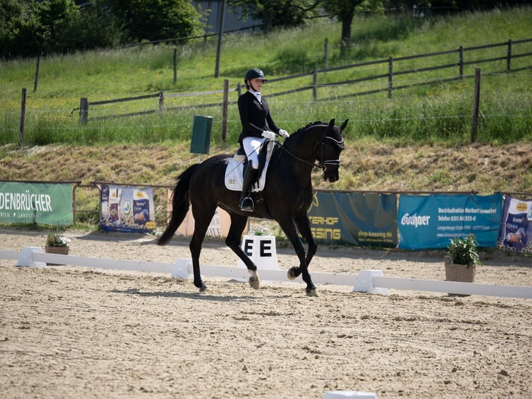 Westfale Wallach 7 Jahre 173 cm Rappe in Velbert