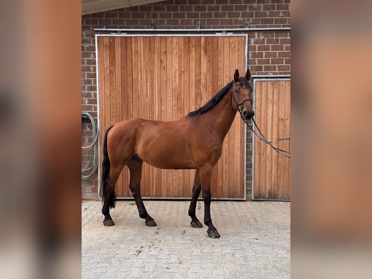 Westfale Wallach 7 Jahre 174 cm Brauner in Sendenhorst