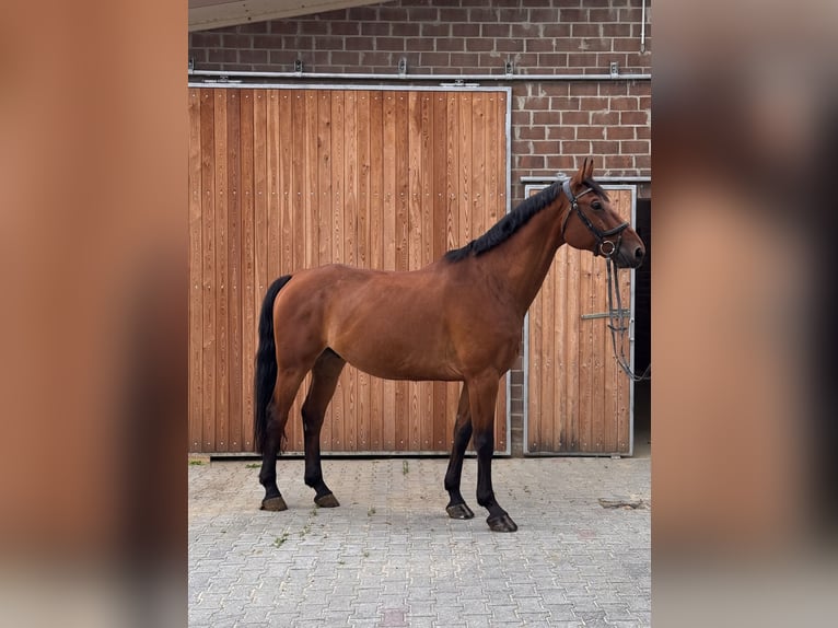 Westfale Wallach 7 Jahre 174 cm Brauner in Sendenhorst