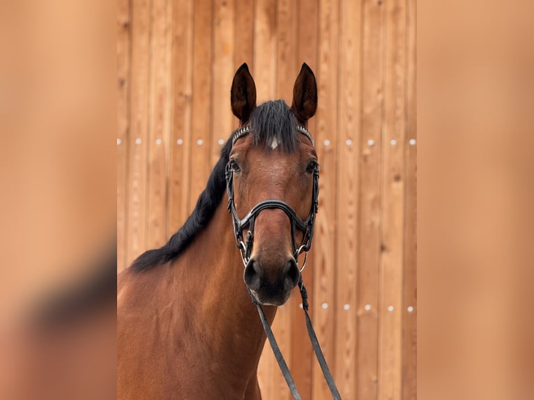 Westfale Wallach 7 Jahre 174 cm Brauner in Sendenhorst