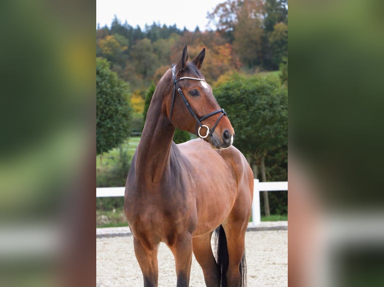Westfale Wallach 7 Jahre 175 cm Brauner in Schw&#xE4;bisch Hall
