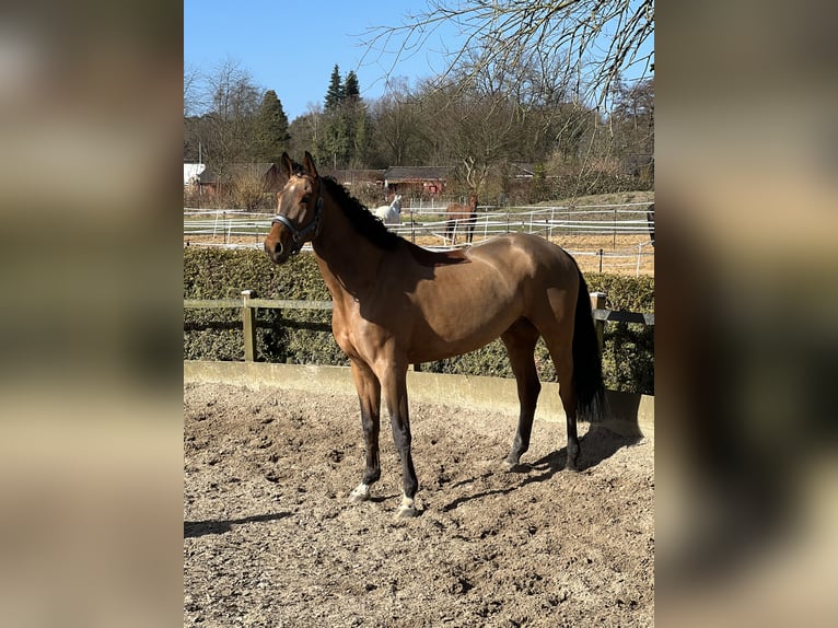 Westfale Wallach 7 Jahre 175 cm Brauner in Bergisch Gladbach