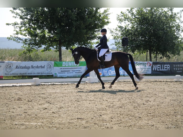 Westfale Wallach 7 Jahre 175 cm Dunkelbrauner in Porta WestfalicaPorta Westfalica