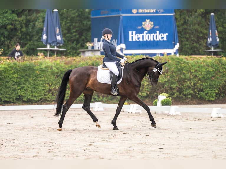 Westfale Wallach 7 Jahre 175 cm Dunkelbrauner in Porta WestfalicaPorta Westfalica